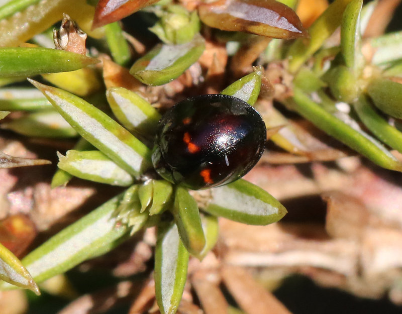 Hednyckelpiga Heather Ladybird Chilocorus bipustulatus