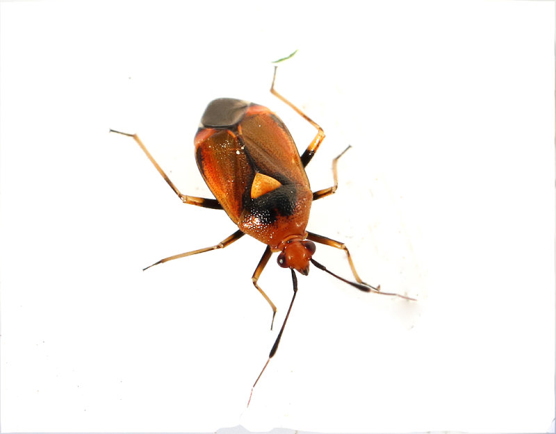 Deraeocoris ruber