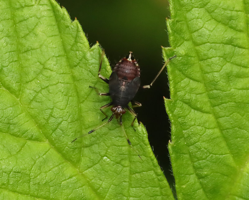Deraeocoris ruber