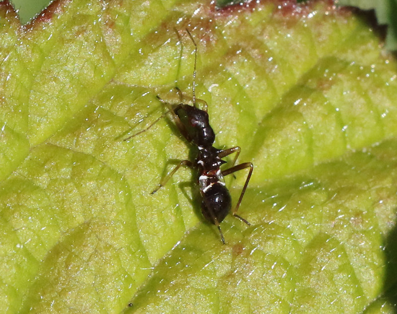 Himacerus mirmicoides