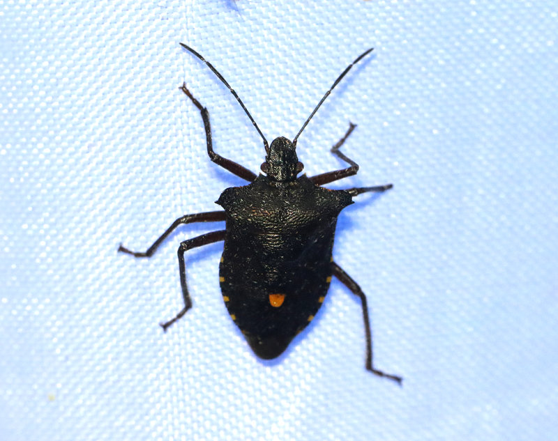 Rdbent brfis   Forest Bug (Pentatoma rufipes)