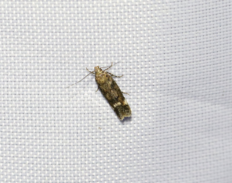 Rostflckig arvmal  <br> Caryocolum fraternellum