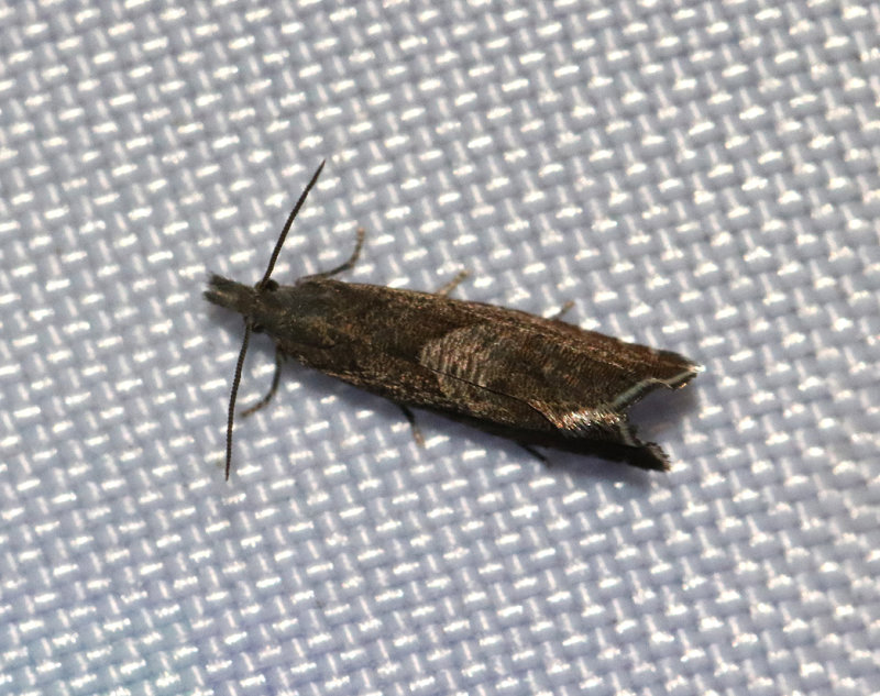 Spetsvingad rotvecklare <br> Dichrorampha acuminatana