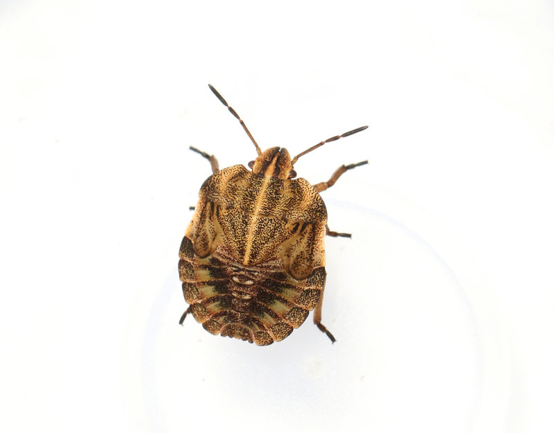 Strimlus  Striped Shield Bug  Graphosoma lineatum