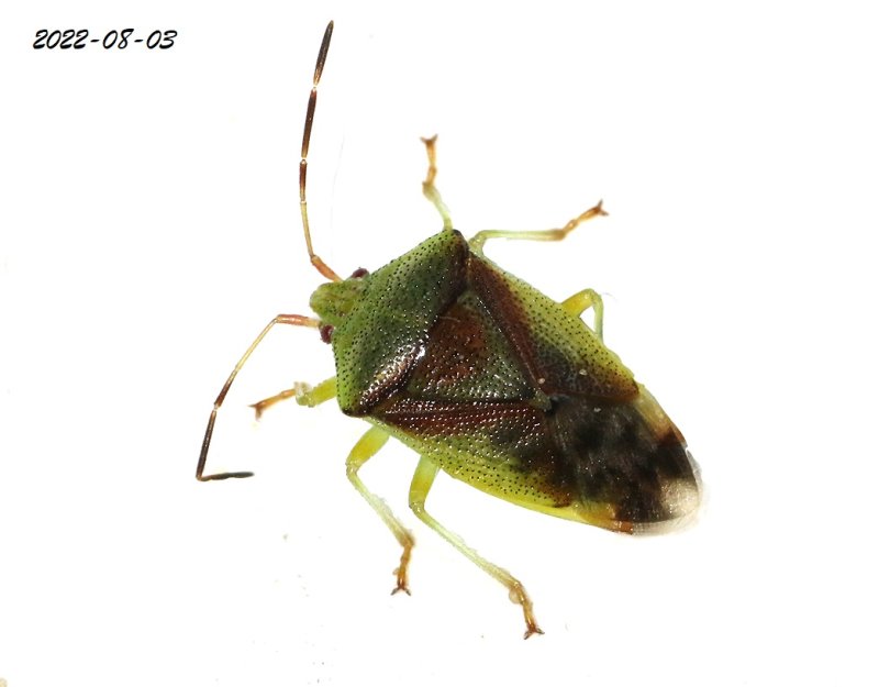 Trybrfis  Elasmostethus minor