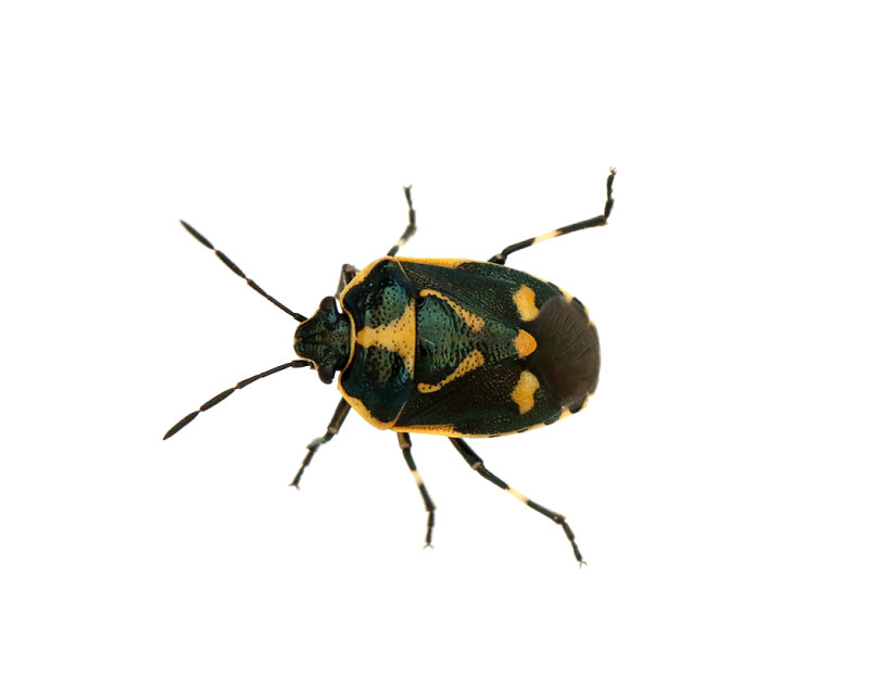 Rapssugare Rape Bug(Eurydema oleracea)