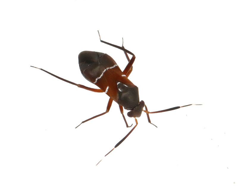 Pilophorus cinnamopterus