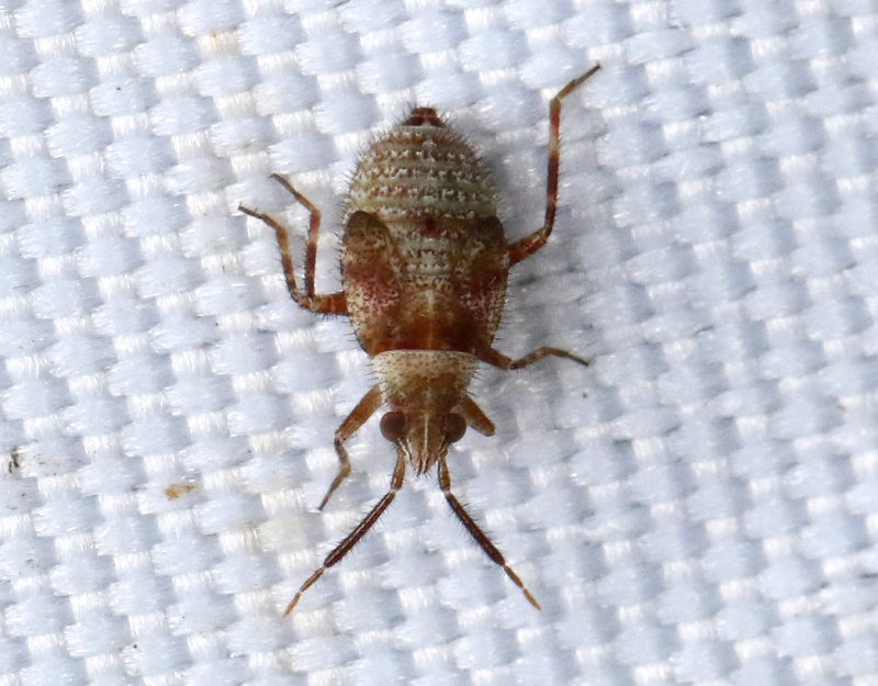 Alloeotomus gothicus