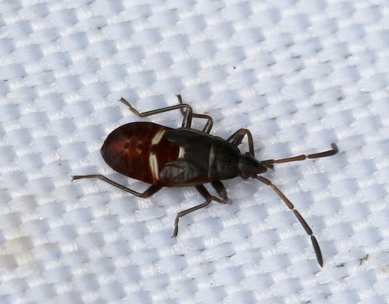 Gastrodes grossipes