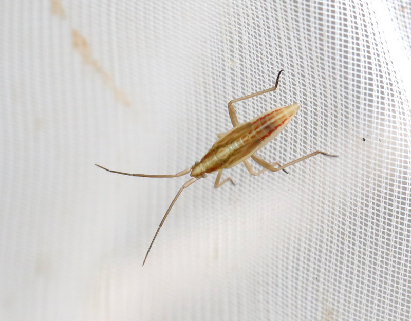 Stenodema laevigata