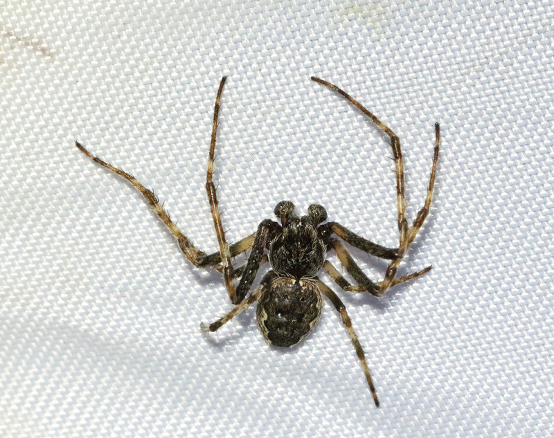 Strre skuggspindel <br> Nuctenea umbratica