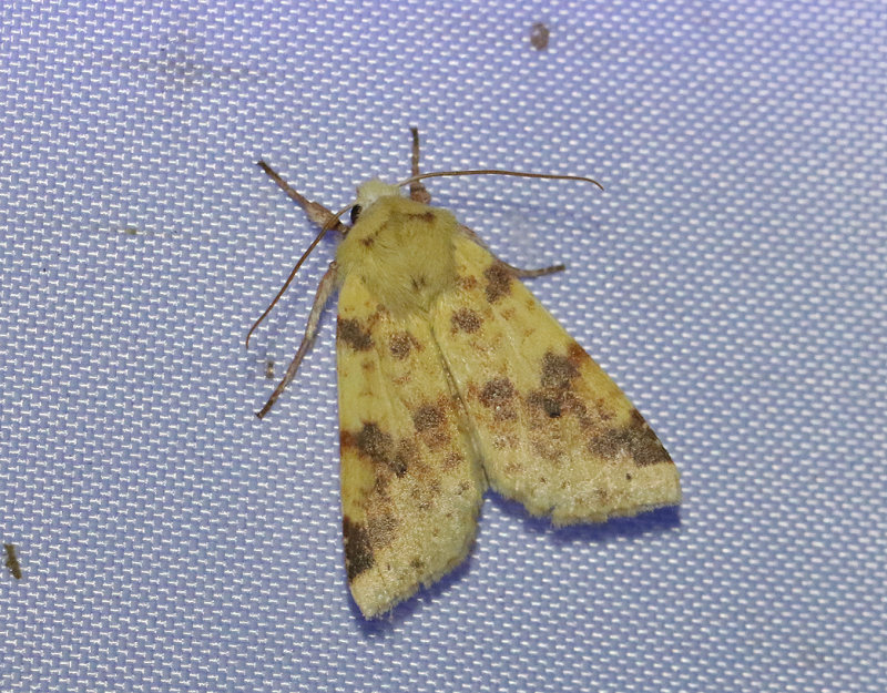 Blekgult gulvingsfly <br> Cirrhia icteritia
