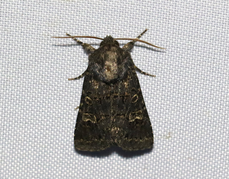 Mrkbrunt fltfly <br> Tholera cespitis
