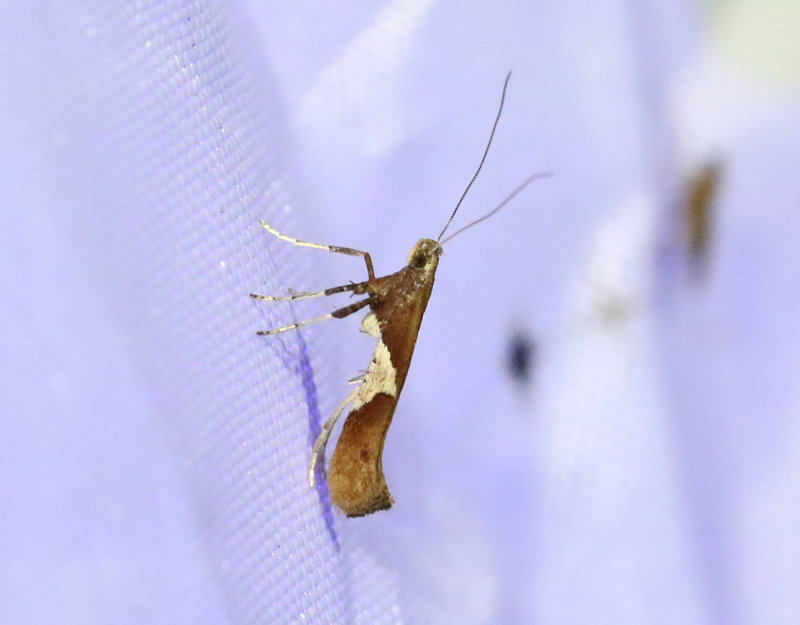 Aspstyltmal <br> Caloptilia stigmatella