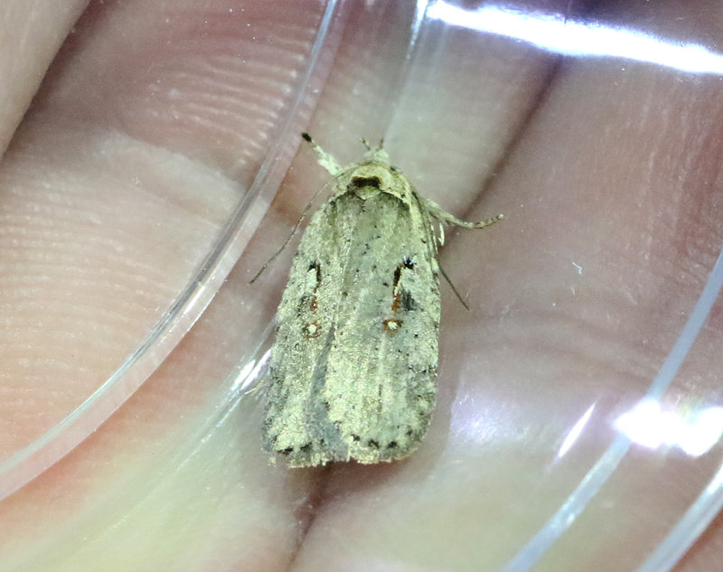 Slgplattmal <br> Agonopterix ocellana