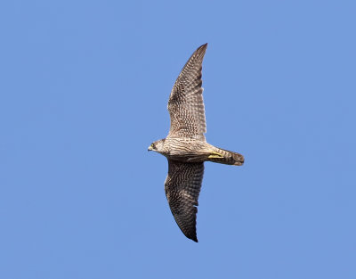 Pilgrimsfalk  Peregrine Falcon  Falco peregrinus