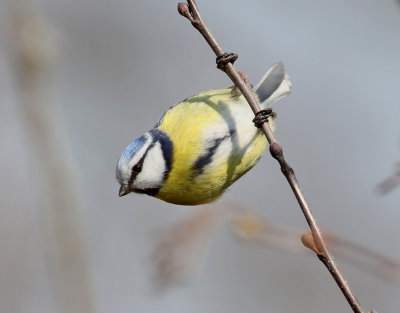 Blåmes Blue Tit Parus caeruleus