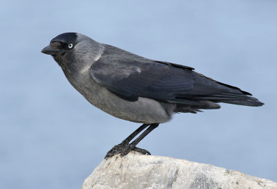 Kaja<br> Jackdaw<br> Corvus monedula