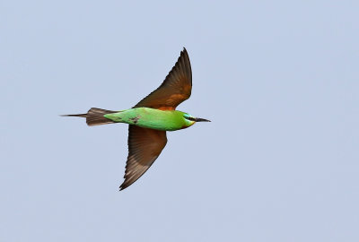 Grn bitare  Blue-cheeked Bee-eater (Green dream) Merops persicus