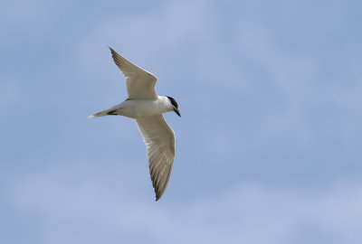 Sandtrna  Gull-Billed Tern Sterna nilotica