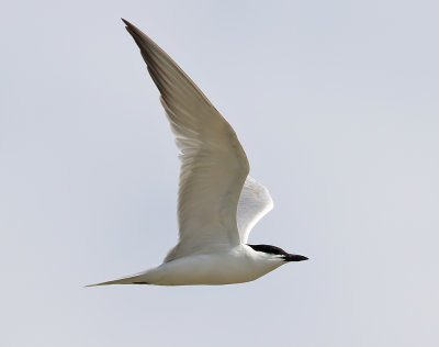 Sandtrna  - Gull-Billed Tern  Sterna nilotica