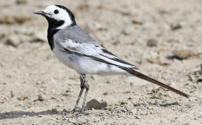 Sädesärla White Wagtail Motacilla alba
