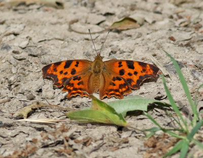 Vinbrsfuks Polygonia c-album Comma