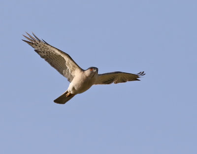 Shikra  Accipiter badius