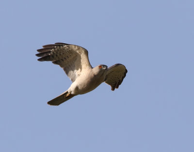 Shikra  Accipiter badius