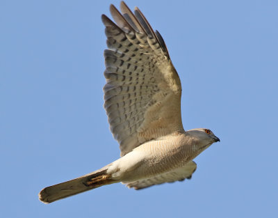 Shikra  Accipiter badius