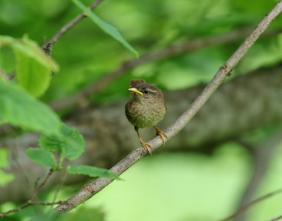 Grdsmyg  Eurasian Wren  Troglodytes troglodytes hyrcanus