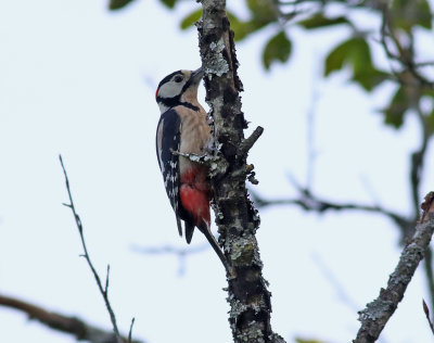 Strre hackspett  Great Spotted Woodpecker  Dendrocopos major (poelzami)