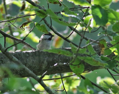 Hyrkanmes  Caspian Tit  Poecile hyrcanus