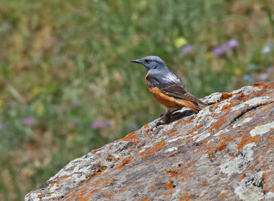 Stentrast Rufous-tailed Rock-Thrush Monticola saxatilis