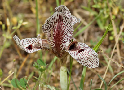 Iris grossheimii