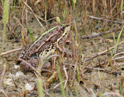 Marsh frog  Pelophylax ridibundus