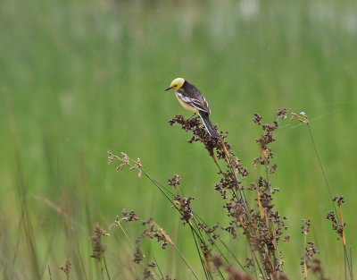 Svartryggad citronrla  Southern Citrine Wagtail  Motacilla citreola calcarata