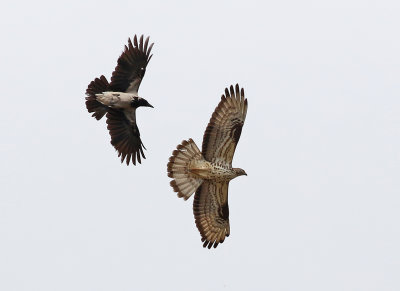 Bivråk Honey buzzard Pernis apivorus