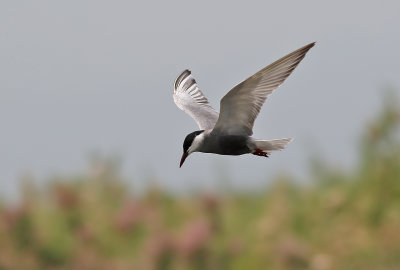 Skggtrna  Whiskered Tern Chlidonias hybridus