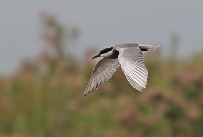 Skggtrna  Whiskered Tern Chlidonias hybridus