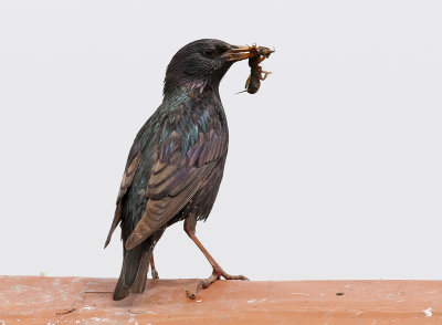 Stare Eu. Starling Sturnus vulgaris