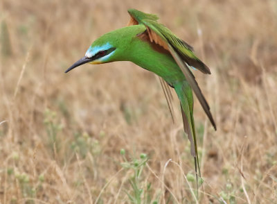 Grn bitare  Blue-cheeked Bee-eater (Green dream) Merops persicus