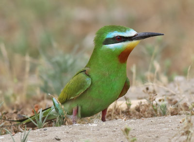 Grn bitare  Blue-cheeked Bee-eater (Green dream) Merops persicus