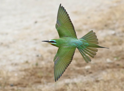 Birdtrip to Azerbaijan May 2019