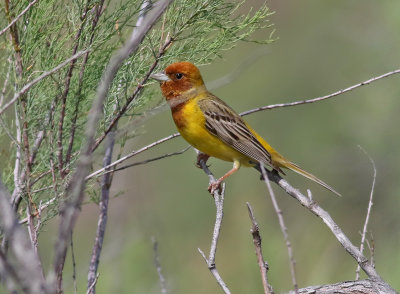 Stppsparv  Red-headed Bunting  Emberiza bruniceps