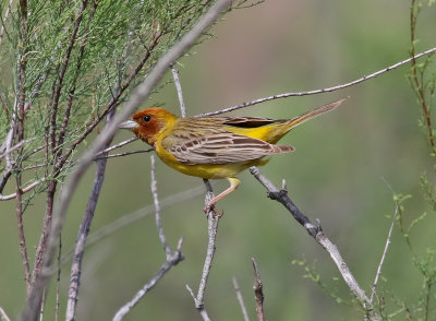 Stppsparv <br> Red-headed Bunting <br> Emberiza bruniceps