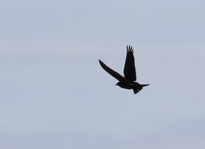 Svartlrka  Black Lark  Melanocorypha yeltoniensis