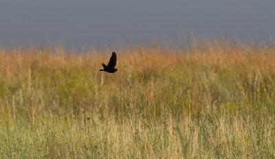 Svartlärka Black Lark Melanocorypha yeltoniensis