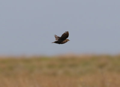 Svartlrka  Black Lark  Melanocorypha yeltoniensis