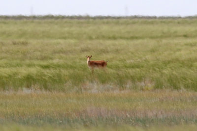 Saigaantilop  Saiga Antilope  Saiga tatarica